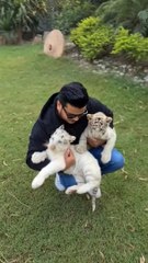 Meet with Cute White Tiger