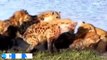 The Most Savage And Amazing Male Lion Hunting Moments By The Big Cat Family Ever Captured