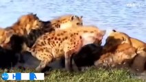 The Most Savage And Amazing Male Lion Hunting Moments By The Big Cat Family Ever Captured