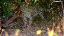 The LEOPARD, the most Dangerous and Deadly Big Cat shocked the Jackals