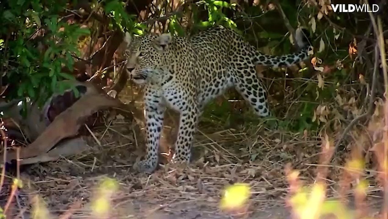 The LEOPARD, the most Dangerous and Deadly Big Cat shocked the Jackals ...