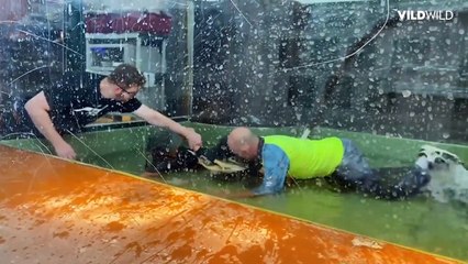 Best Crocodile Attacks Caught on Camera