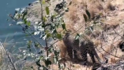 Python is too aggressive, Moments When Big Cats Face the Python