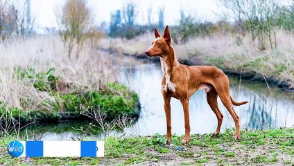 These Are 10 Fastest Dogs Can Run Faster Than Usain Bolt