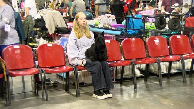 L’exposition canine nationale et internationale, jusqu' à demain soir, à Martigues