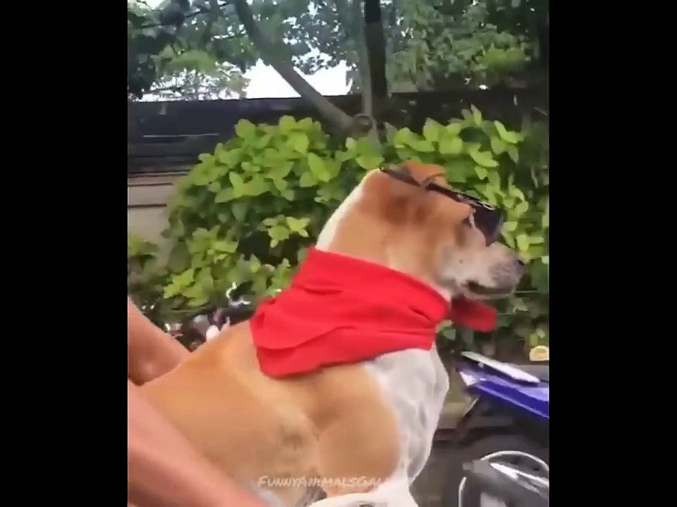 Best_Funny_animals_videos_( (3) funny animals vedios