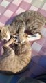 two kitten playing  on bed  in India , Cute Kittens play fighting