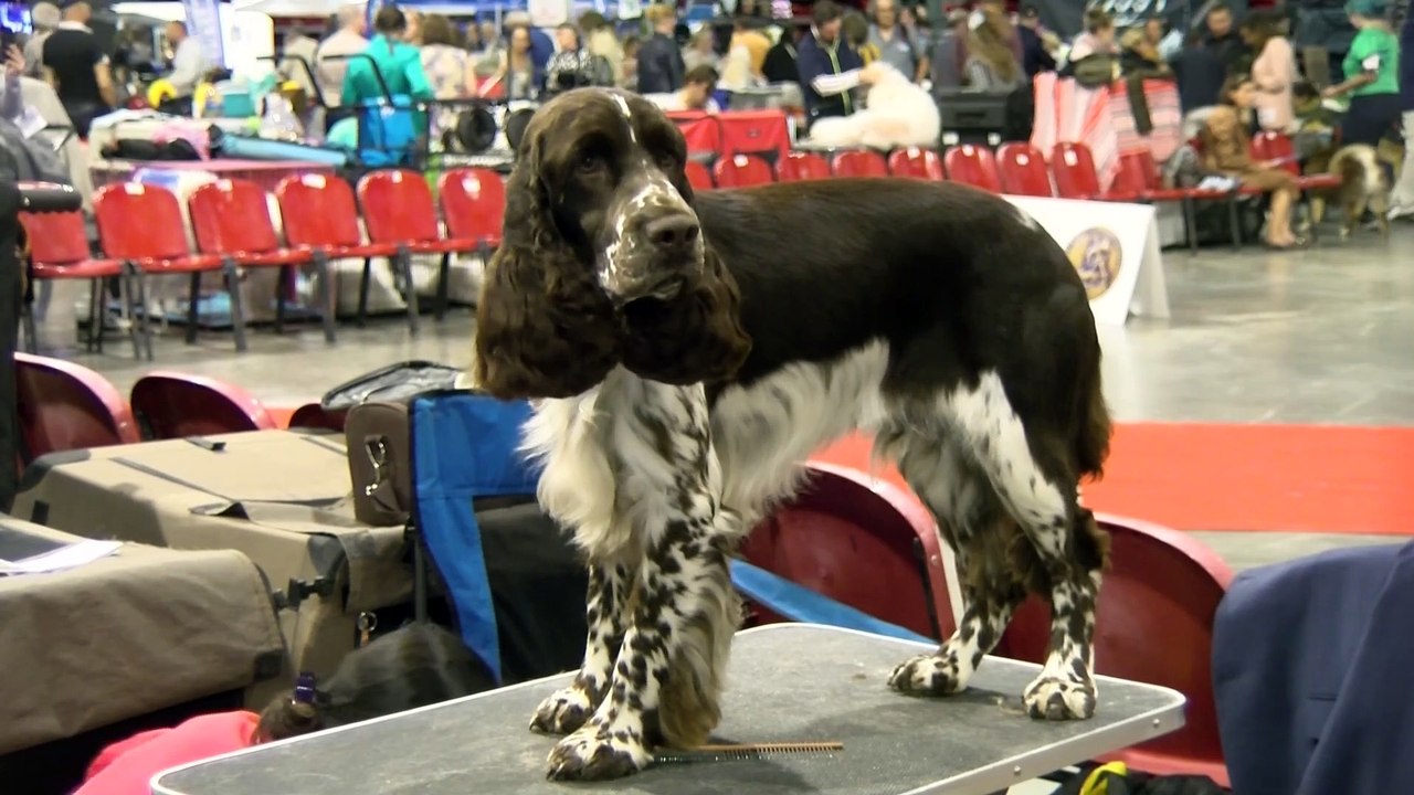 L’exposition canine nationale et internationale