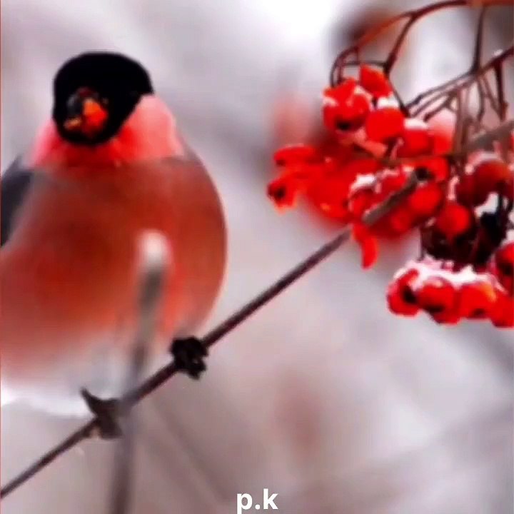 FUNNY DOG ,CAT,parrot