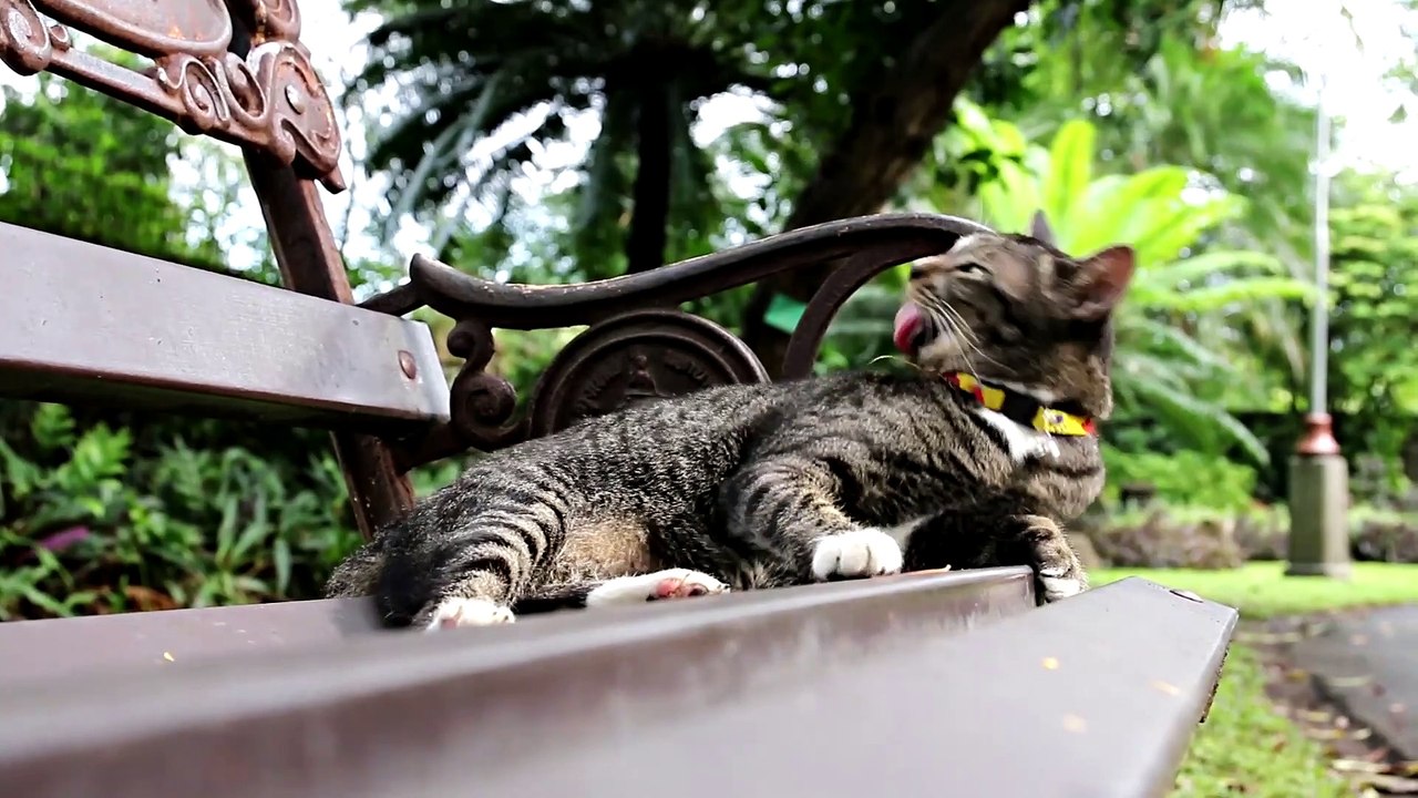 Funniest Animal Videos 2022 - Cute Cats & dogs Video Compilation # 2 || Awful Funny Animals