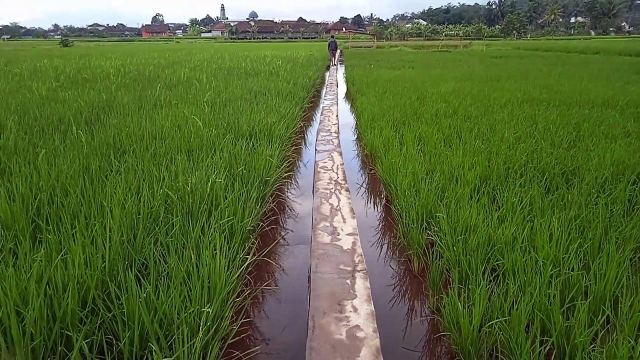 rice field view