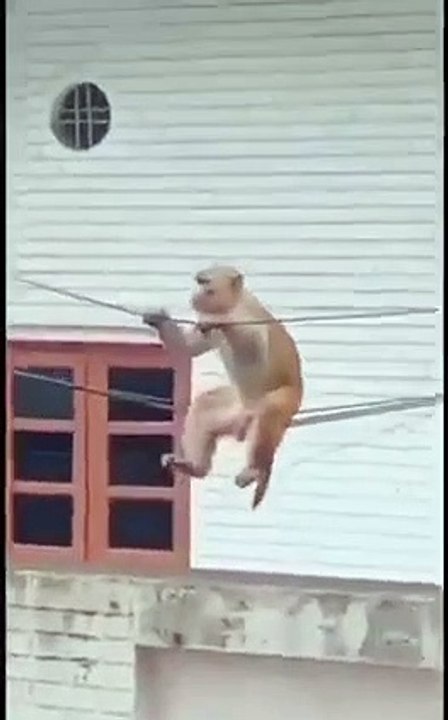 Monkey