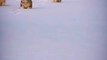 Wow Three Dog Squad Videos | Cute Dog Animal Videos | Animals Funny Videos   —