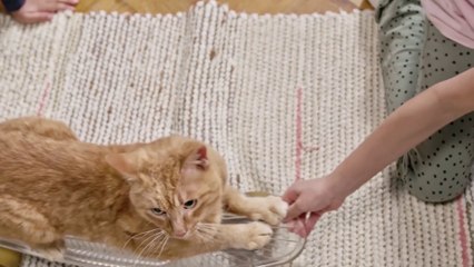 Funniest Animal Videos 2022 - Cute Cats & dogs Video Compilation # 3 || Amazing Dare Animals