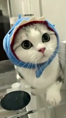 Cute Baby Shark Cat