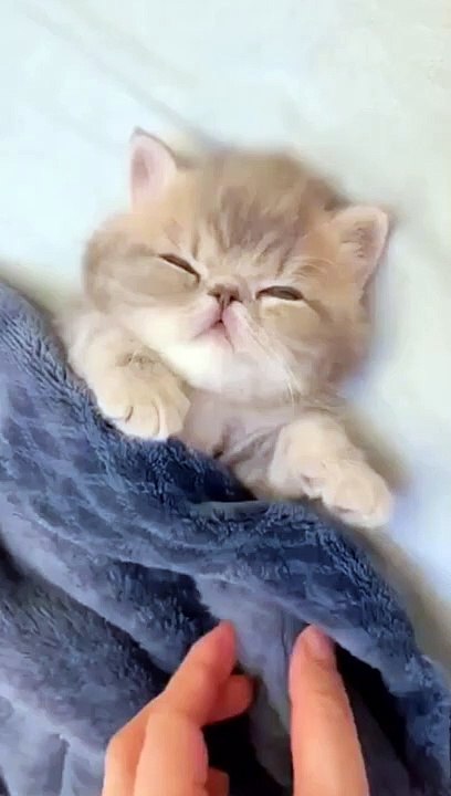 Cute kitten cat