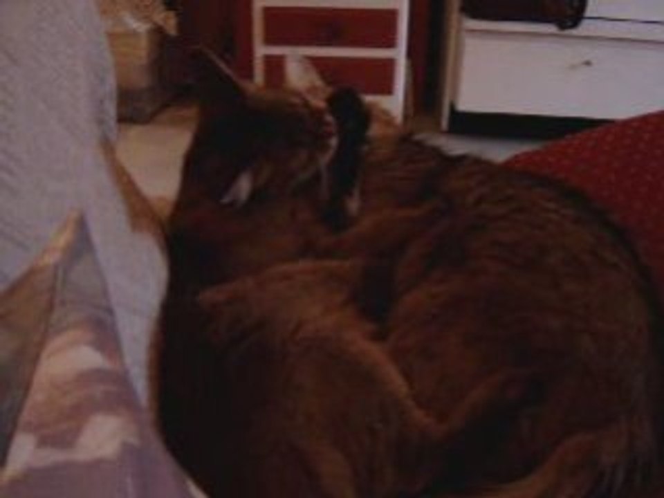 Chats amoureux