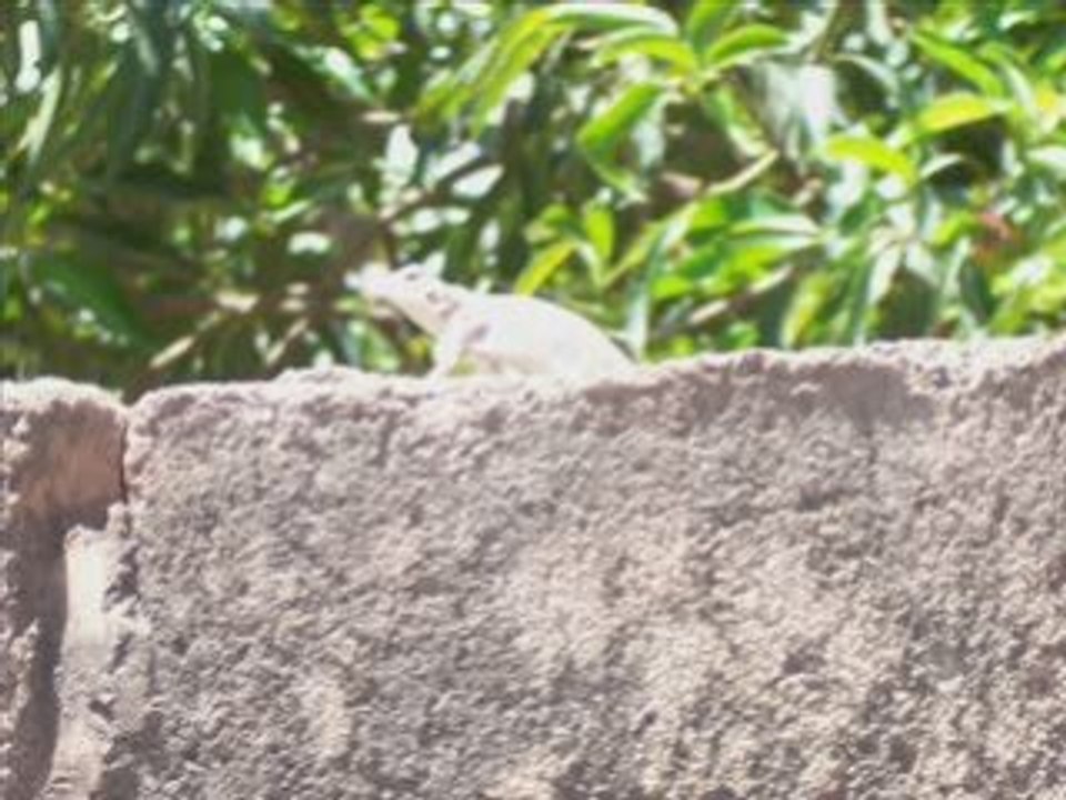 Afrike video