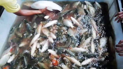 Amazing Temporary Fish Reserve System | Wholesale Fish Market In Bangladesh