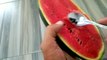 cara paling mudah menumbuhkan biji semangka untuk kita tanam dalam pot