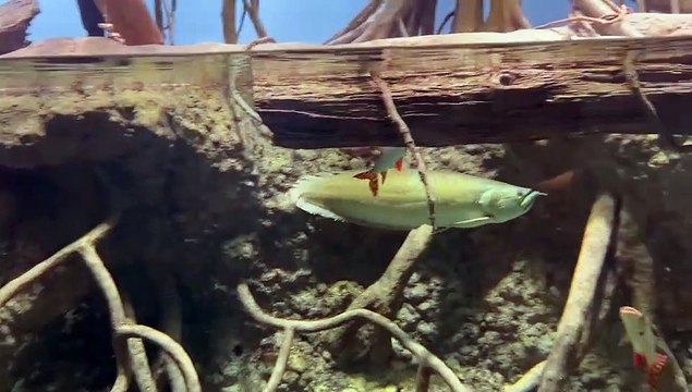 Arowana fish in Aquarium tank