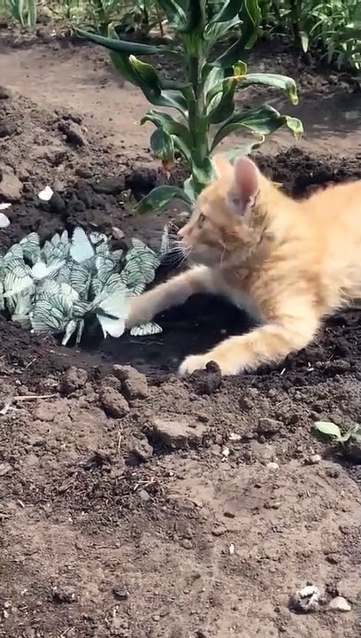 Cute cat