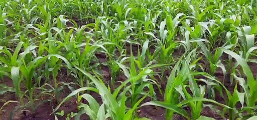 कांठल में अपनाई जा रही परम्परागत फसलें