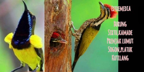 suara pikat burung kamade,prenjak,tilang,sogon,platuk,sirtu