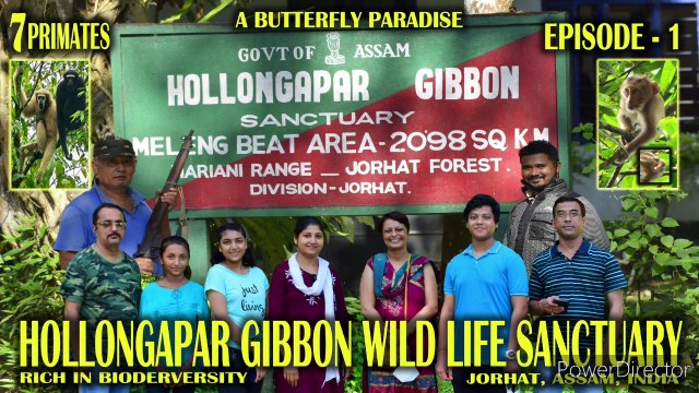 Hollongapar Gibbon Wild Life Sanctuary / Ep-1/ Hoolock Gibbon/ Primates / Jorhat , Assam