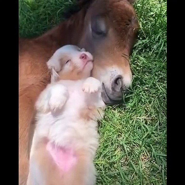 funny animals video