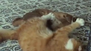 Baby Caracals cats Fighting/Make floppa Viral Videos/Caracals