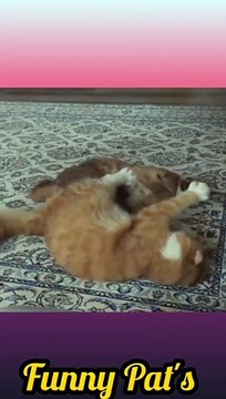 Baby Caracals cats Fighting/Make floppa Viral Videos/Caracals