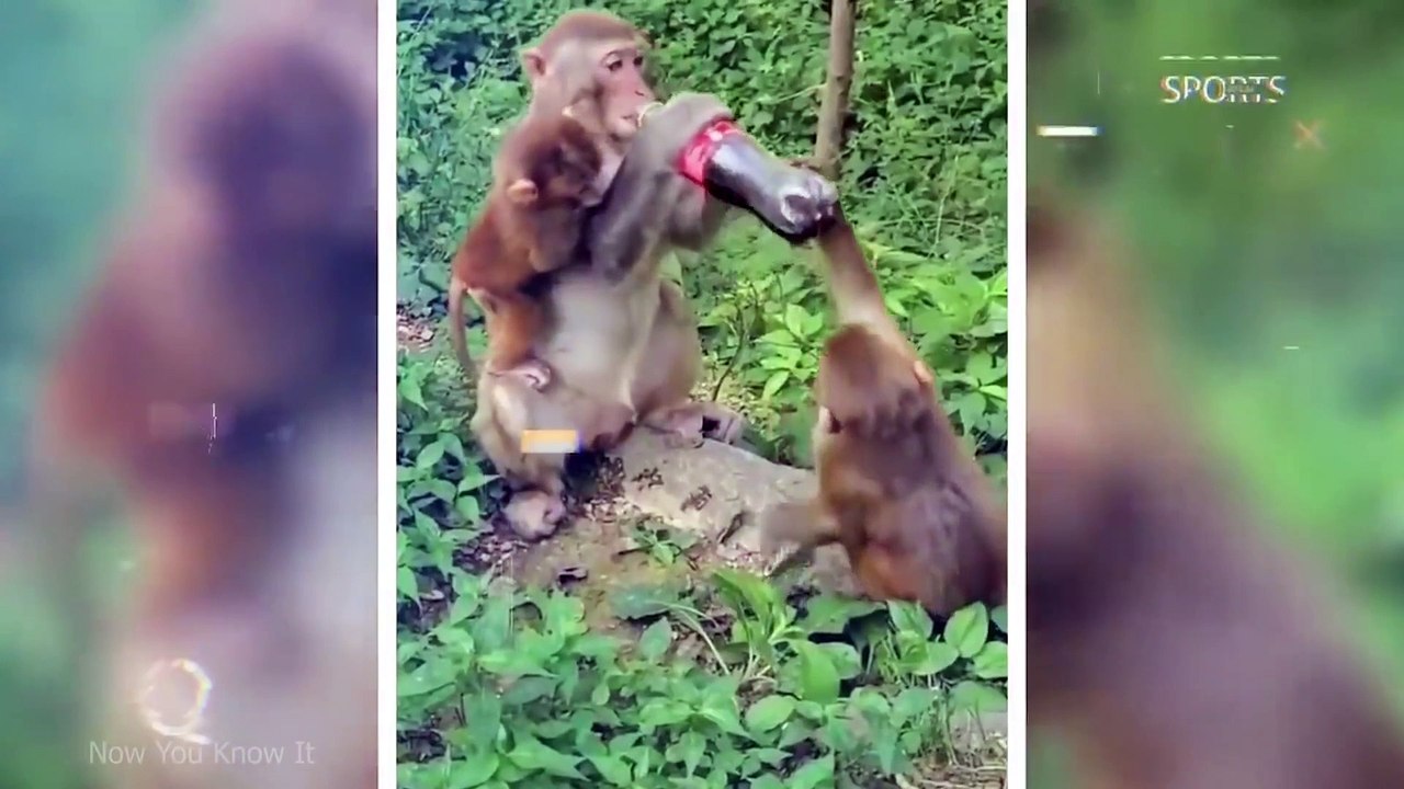Monkies Funny Moments That Will Make You Laugh  NYKI