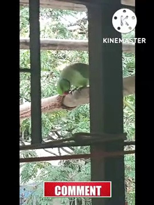 Cute   parrot   in the balcony
