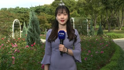 [날씨] 가을 하늘 아래 장미꽃 만발...큰 일교차 주의 / YTN