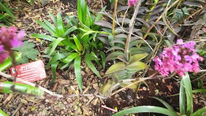 Exposición Internacional de Orquídeas en Bogotá