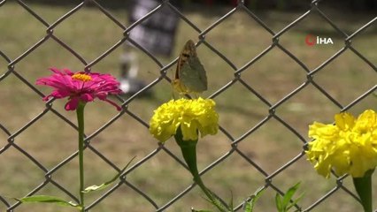 Hava sıcaklığı düştü, kelebekler son günlerini yaşıyor