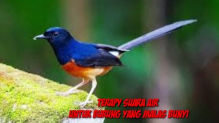 Télécharger la video: Terapy suara air||untuk burung kicau yang malas bunyi