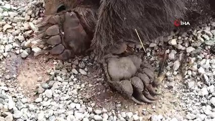 Son Dakika | Sivas'ta yol kenarına atılmış bir ayı ölüsü bulundu