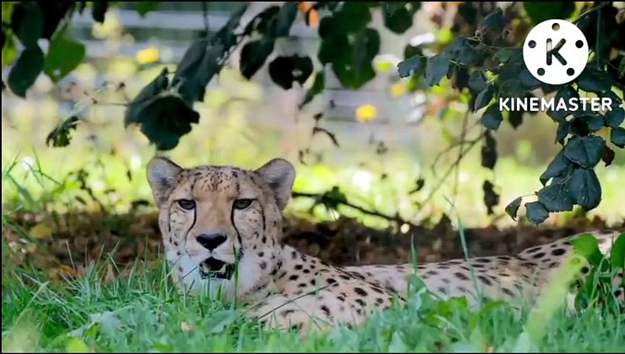 Animals fun