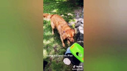 Funniest Animals Video - Funny Dogs And Cats - Try Not To Laugh Animals 2022