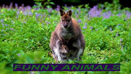 FUNNY VIDEO. MOST FUNNY VIDEOS. ANIMAL. ANIMALS
