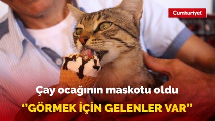 Dondurma bağımlısı kedi çay ocağının maskotu oldu