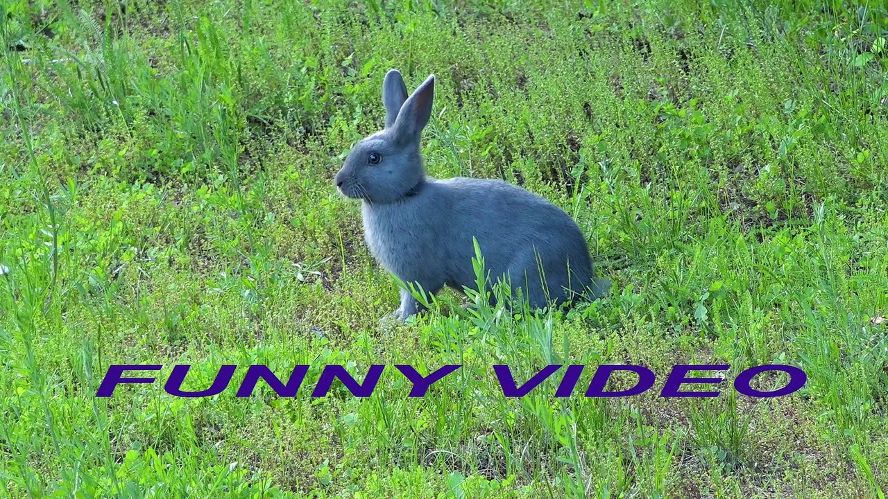FUNNY VIDEO. ANIMALS