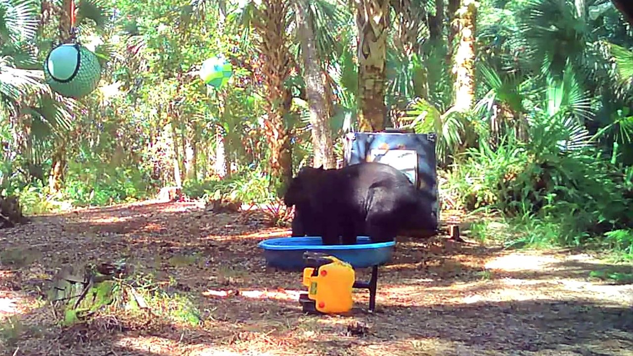 Mama Bear and Cub Play in Pool