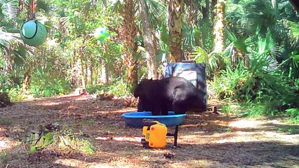 Mama Bear and Cub Play in Pool