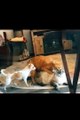Best Funny Animal Videos compilation Try not to laugh #shorts #animals #dog #cat