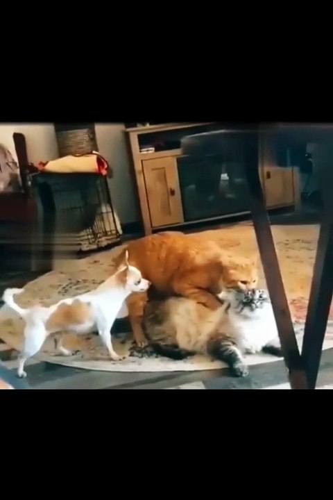 Best Funny Animal Videos compilation Try not to laugh #shorts #animals #dog #cat