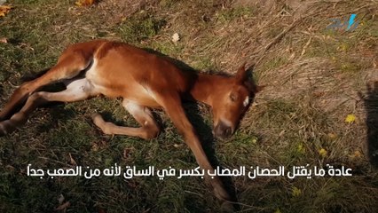 لماذا يجب قتل الحصان عند كسر ساقه