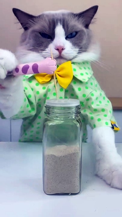Don't try at home #catsof